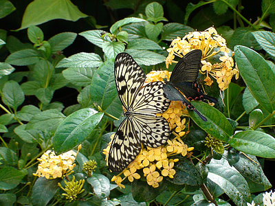 Motyl, kwiaty, Natura, kwiatowy, ogród, żółty