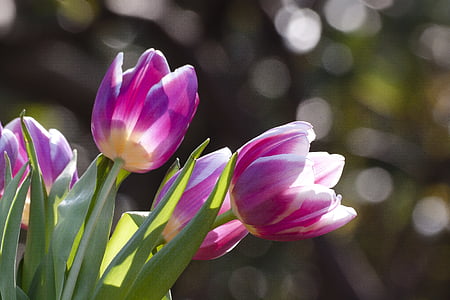 郁金香, 春天的花朵, 花, 开花, 绽放, 紫罗兰色, 白色