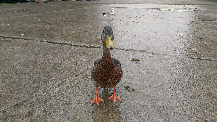 duck, rain, wet, ends, sidewalk