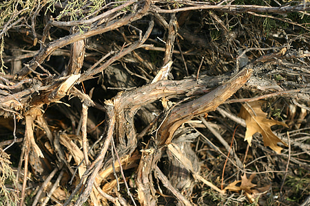 Bush, roto, invierno, planta, naturaleza, seco, árbol