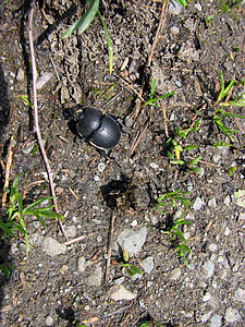 dung beetle, insect, nature, ground