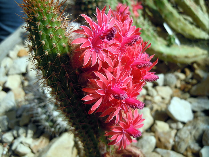 flores, cactus, flores de cactus, invernadero de cactus, naturaleza, planta, flor