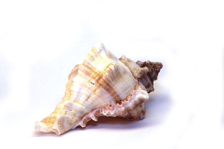 Shell, sneglen, spiral, Smuk, isoleret, muslinger, brun