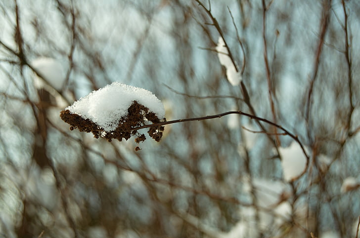 invierno, nieve, Bush, rama
