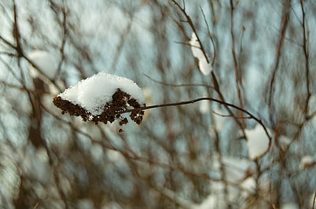 Vinter, snø, Bush, gren