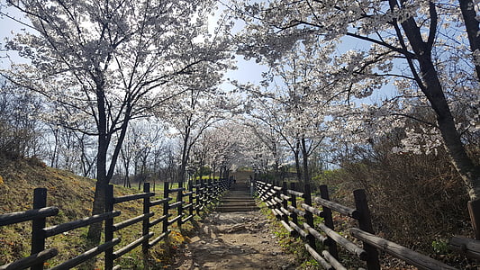 봄, 벚꽃, 꽃도로, 산책로