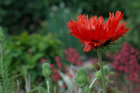 flor de rosella, tancar, vermell, brillant, flor, natura, fragilitat