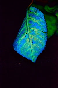 lišće, boja, plava, biljka, zrno