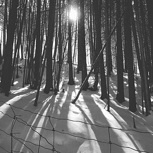 l'hivern, neu, blanc i negre, natura, l'aire lliure, paisatge, caminada