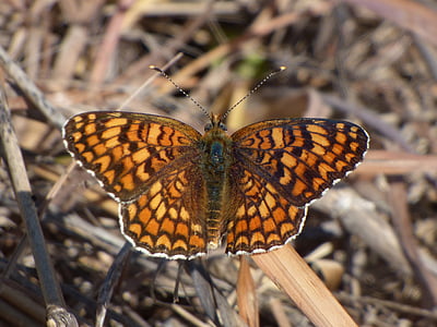 motýl, damero je, melitaea phoebe, oranžový motýl, hmyz, zvířecí motivy, motýl - hmyzu