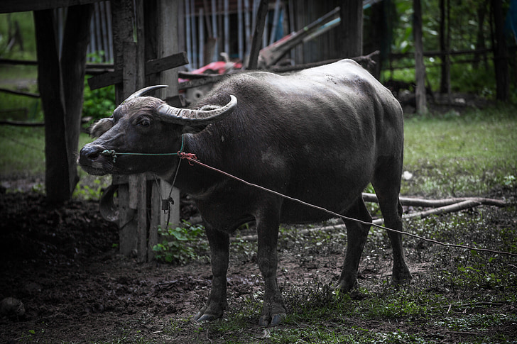 búfalo, animales, en el país, Tailandia, campo, ganado
