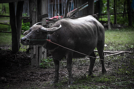 buffalo, animals, in the country, thailand, countryside, livestock