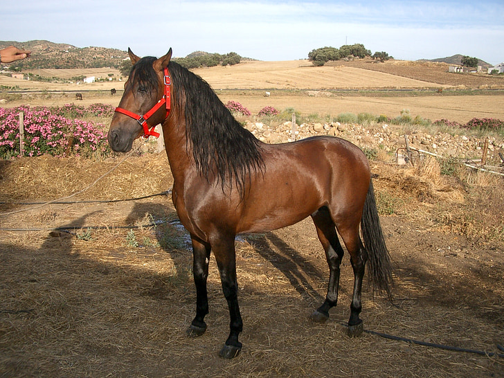 ló, lovaglási lehetőség, a mező, paripa, állat, Patkó, Mount