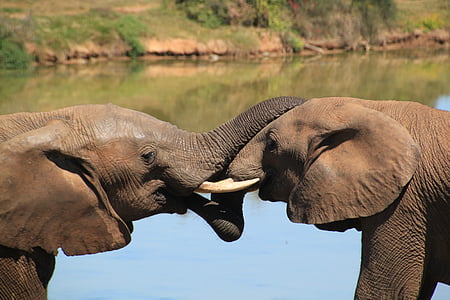 elephant, african bush elephant, national park, safari, wilderness, africa, animals