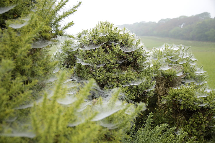spider webs, cold, gauze bush, green, field, nature, tree