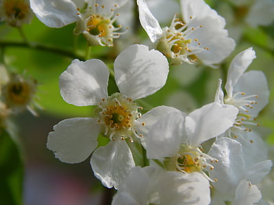 burung-cherry pohon, bunga putih, makro, fotografi makro, closeup, musim semi, mekar