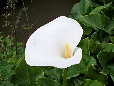 Zantedeschia, Lily, blanc, fleur, arum, feuilles vertes, gros plan