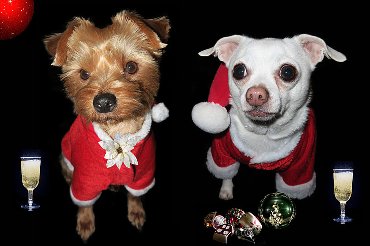 Natal, festa, celebração, festivo, cão, animais de estimação, animal