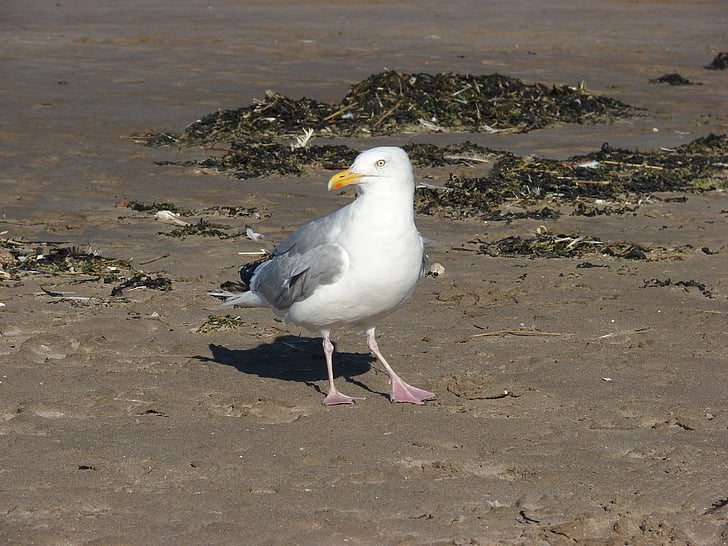 seagull, sea, scotland, bird, beach, animal, nature
