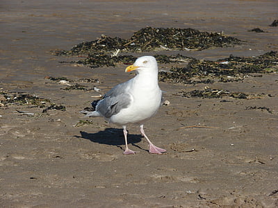 Seagull, zee, Schotland, vogel, strand, dier, natuur