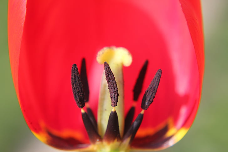 Red, Tulip, lumina, soare, floare, culoare, polen