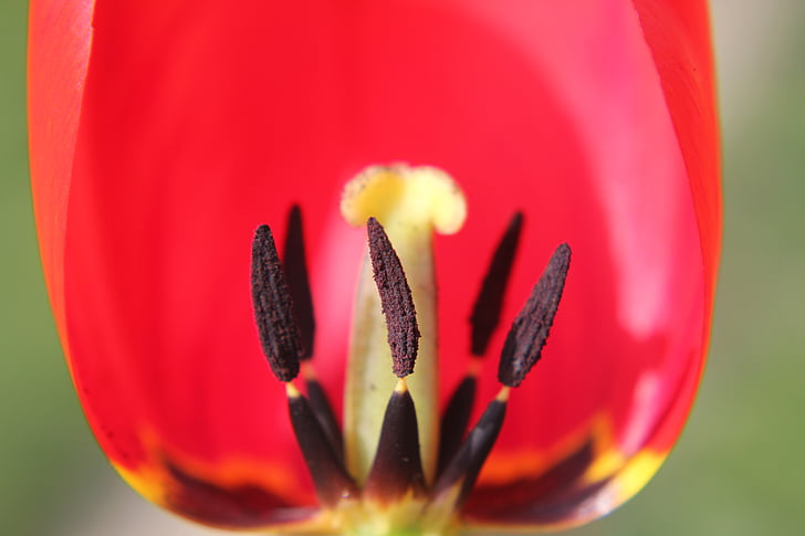red, tulip, light, sun, flower, color, pollen