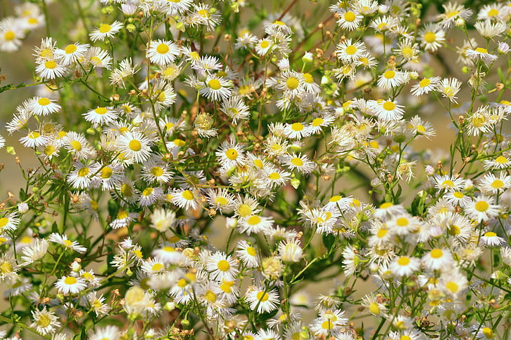 Daisy, Záhrada, Ker, biele kvety, špicaté kvet, letné kvety, Príroda