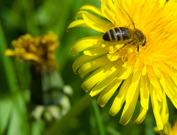 méh, pitypang, szezon, virág, rovar, tavaszi, természet