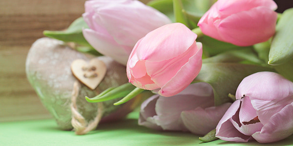 tulipanes, flores, corazón, floración, primavera, naturaleza, flores de primavera