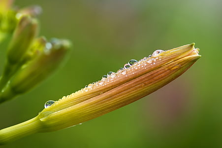 Daylily, Hemerocallis daylily, Hemerocallis, päivä lily kasvit, hemerocallidoideae, kukka, kasvi