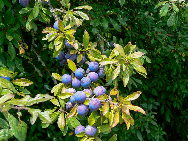 fruta, Blueberry, bayas negras, arándanos, bosque, Bush