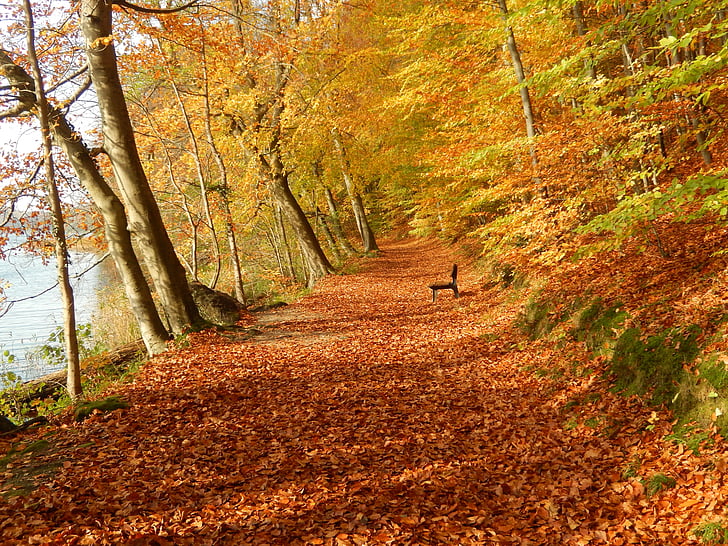 hösten, lämnar, Mecklenburg