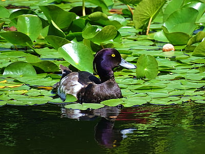 duck, water, animal, bird, pond, nature, fauna