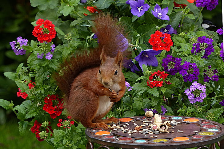 squirrel, sciurus vulgaris major, mammal, young, foraging, garden, flower