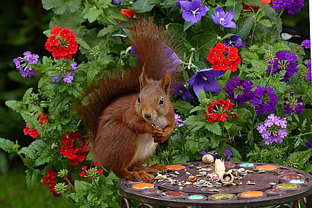 scoiattolo, Sciurus vulgaris principali, mammifero, giovani, foraggiamento, giardino, fiore