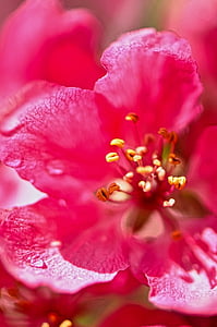 crab apple blossom, flowers, spring, tree, branch, blossom, pink