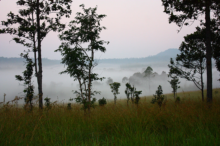 rano, dziki, mgła