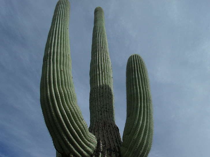 cactus, tall, desert, nature, plant, arizona, sky