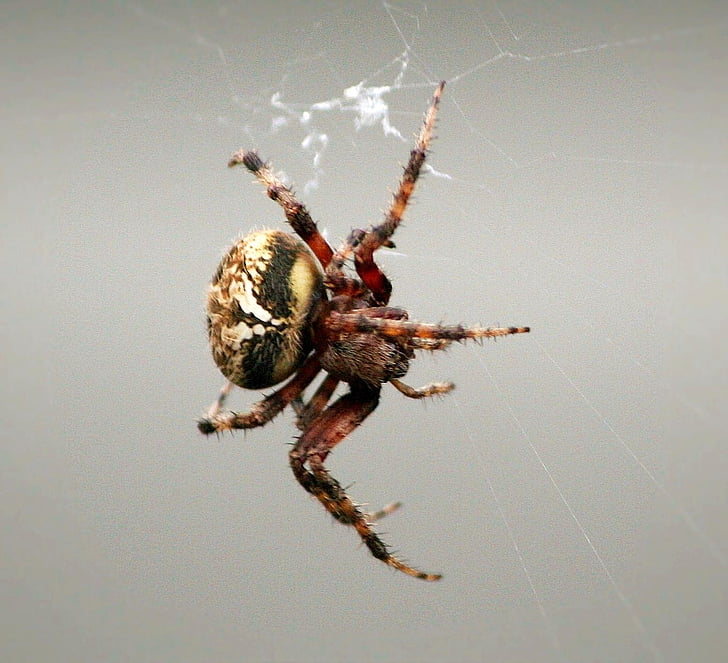 comb-claw spider, arachnid, web weaving, predator, insect, pest, wild