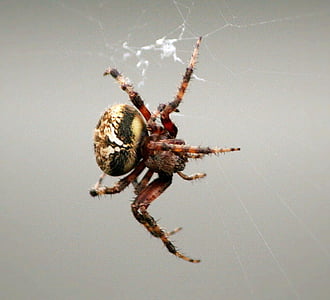 hrebeň-pazúr spider, Pavoukovec, Web tkanie, Predator, hmyzu, Pest, divoké
