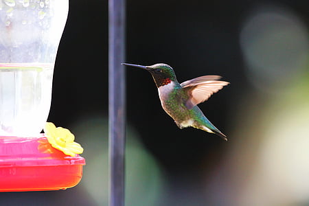 pássaro, azul, bokeh, voando, verde, Beija-flor, laranja