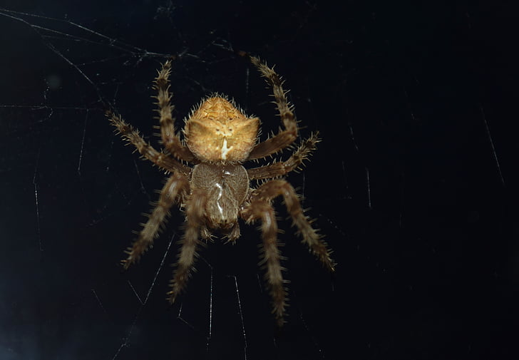 ζώο, έντομο, αράχνη, κυνηγός, Web, αραχνοειδές έντομο, φύση