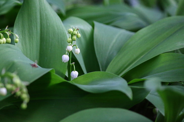 thrush, flower, bell, spring, 1 ° may, lily of the valley