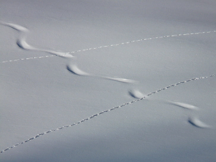 seurata, Trace, talvi, lumi, syvässä lumessa, puuterilumi, eläinten track