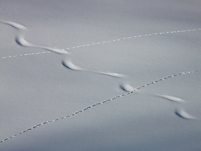 śledzić, śledzenia, zimowe, śnieg, w głębokim śniegu, puszysty śnieg, zwierzę ścieżka
