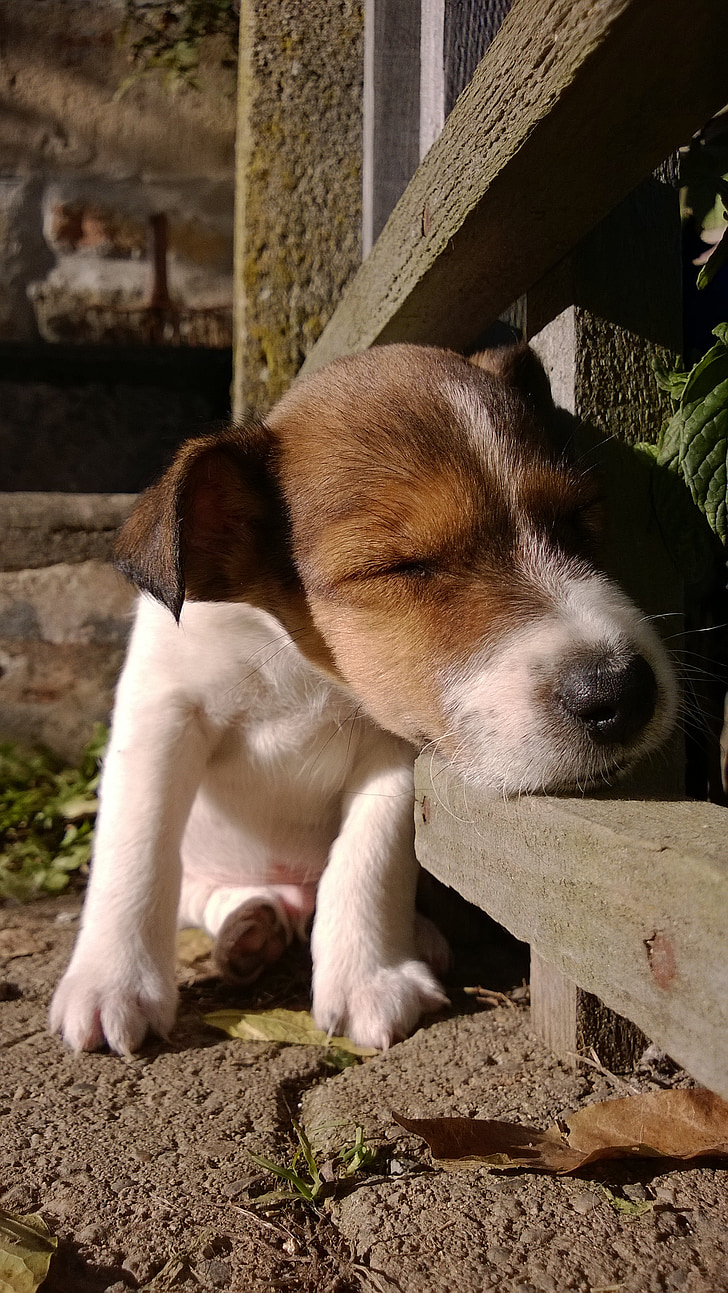 puppies, dog, cute, domestic animal, jackrussel
