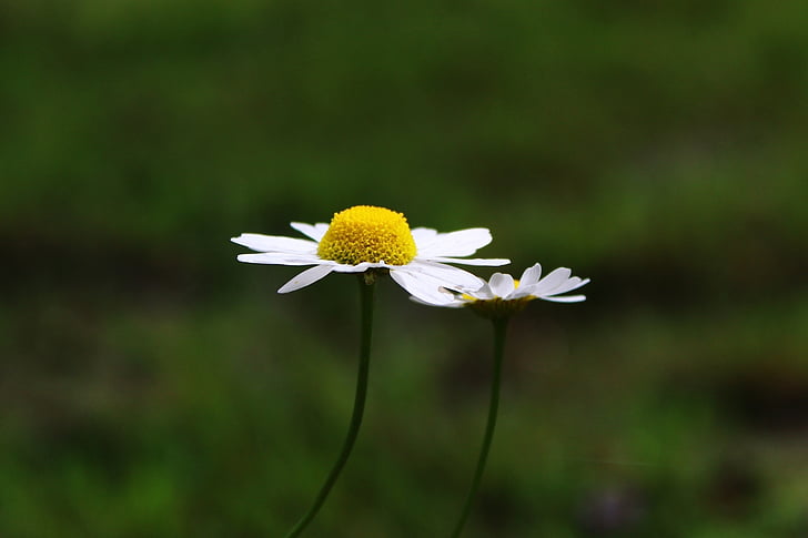 Marguerite, komposiitit, kukka, valkoinen, Blossom, Bloom, kesällä