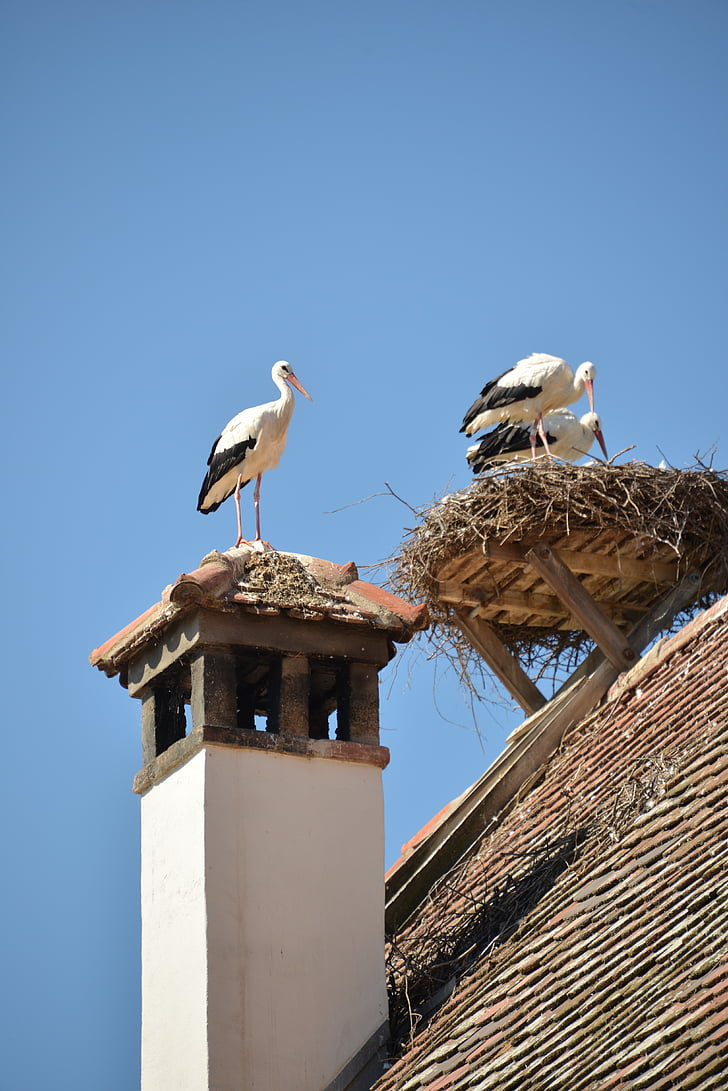 stork, bird, animal, rattle stork, white stork, roof, brick