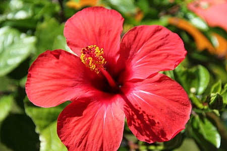 gėlė, raudona, Poślubnik, žiedų, žydėti, Malvaceae, kuokelių