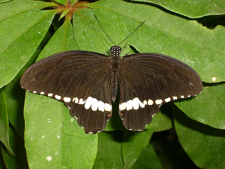 farfalla, insetto, Butterfly house mainau